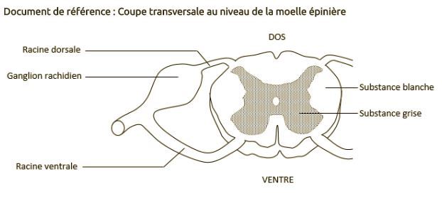 Exercice : 2016 Nouvelle Calédonie Q1 [Thème 3-B Neurone Et Fibre ...